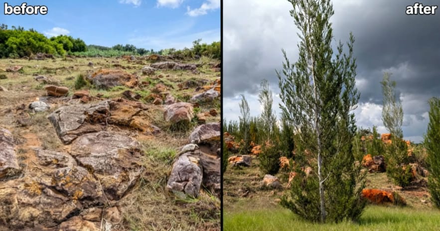 🌱🇷🇼 From Rocky Hills ⛰️ to Green Hills 🌿: How Rwanda’s NAP Project Is Bringing Hope and New Life Back to Forgotten Land 🇷🇼✨