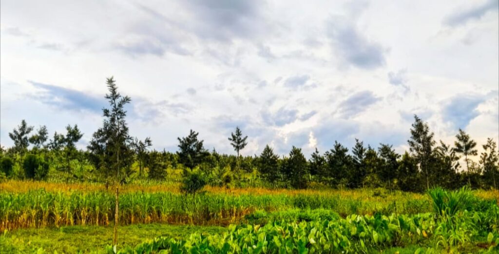 🇷🇼 Nyagatare Residents Say Mixing Trees with Crops Is Like Killing Two Birds with One Stone 🌳🌽