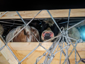 🐄 Rwanda Welcomes Elite Bulls from Germany to Boost Milk and Meat Production 🇷🇼🇩🇪