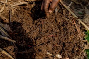 From Waste to Wealth: How Tiger Worms Help Murundi Farmers Grow More and Earn More