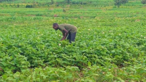 🇷🇼FARMP3 Builds New Confidence in Soybean Farming by Connecting Kayonza Farmers to Bigger Markets