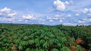 🇷🇼70 Kilograms from a Single Plant: How Seed Multiplication is Transforming Kayonza’s Food Security