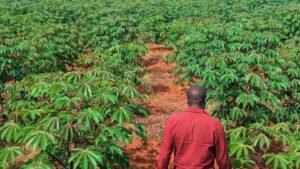 🇷🇼Kayonza: Gikungu and Buryohe Cassava Varieties Distributed by KWIIP2 Help Ndego Farmer Secure Kinazi Supply Contract.
