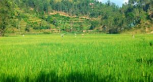 🇷🇼“We lost everything before we understood insurance”: Nyamasheke farmers urge others to join Tekana insurance before disasters strike      