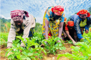 🇷🇼“We paid Frw700,000 for insurance and later received more than Frw1 million”: Rutsiro potato farmers praise Tekana scheme after drought losses