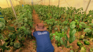 🇷🇼Karongi farmers welcome Tekana expansion to greenhouse farming as climate risks threaten modern agriculture
